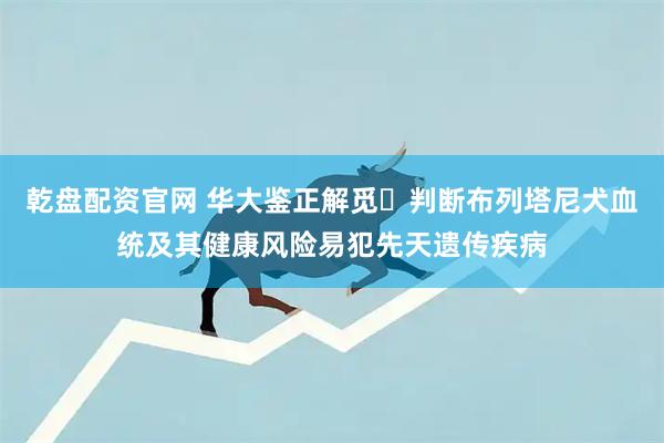 乾盘配资官网 华大鉴正解觅️判断布列塔尼犬血统及其健康风险易犯先天遗传疾病